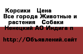 Корсики › Цена ­ 15 000 - Все города Животные и растения » Собаки   . Ненецкий АО,Индига п.